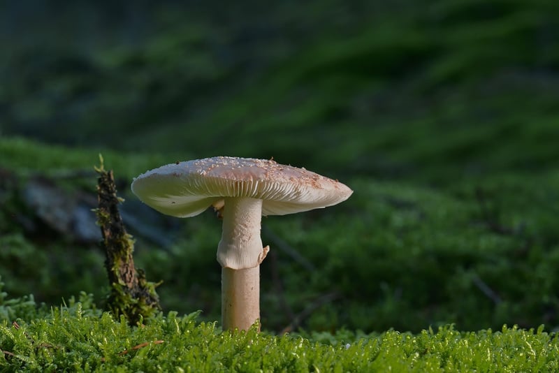 Forest Walk